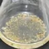 banksii thumbnail