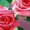 anupriya96 Thumbnail