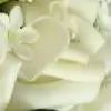 RoseJasmine thumbnail