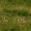 vibg thumbnail