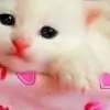 sweetmogini Thumbnail
