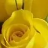 ayushijindal thumbnail