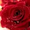 suni_104 thumbnail