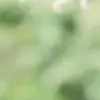 1288765 thumbnail
