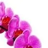_habiba_ thumbnail
