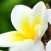 Nandita123 thumbnail