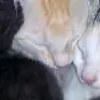 12Singmeenu thumbnail