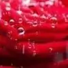 himani02 thumbnail