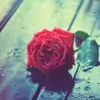 RaindropsNRoses thumbnail