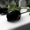 Black.Rose07 thumbnail
