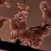 anuska1203 thumbnail