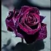 sally_b95 thumbnail