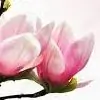 Magnolia2 thumbnail