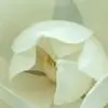Magnolia007 thumbnail