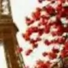 AnzaRN1 thumbnail