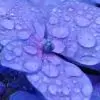 atulaya_taarey thumbnail