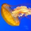 jellyfish_pari Thumbnail