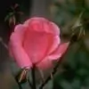 bonny24 thumbnail