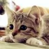 kitty_cheeks thumbnail