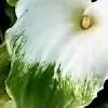 Gigli thumbnail