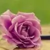 MariumChoudhary thumbnail