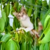mariyasoosan thumbnail