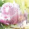 Krithi_Krish thumbnail