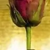 Zehra110847 Thumbnail