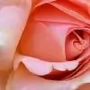 Elidah thumbnail