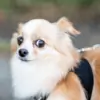 JPeppers thumbnail