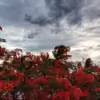 Kavyaa19 thumbnail