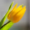 Tulip235 thumbnail