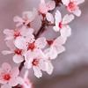 CherryBlossom1 thumbnail