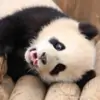 Chir-Cute thumbnail