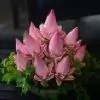bhavika0611 thumbnail