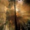 incandescence thumbnail