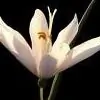 vardhani thumbnail