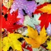 Autumnn thumbnail