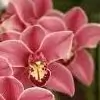 aNsHu_tEjPaL thumbnail