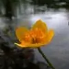 Ni_singh thumbnail