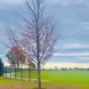 blueash thumbnail