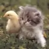 sweet-and-cute Thumbnail