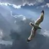 inaanki thumbnail
