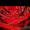 lovelyyrose thumbnail