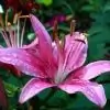 akshi_2 thumbnail