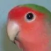 revelation thumbnail
