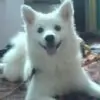shriya12 thumbnail