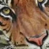 Bengal_Princess thumbnail