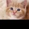 kittykat 95 thumbnail