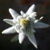 -Edelweiss-